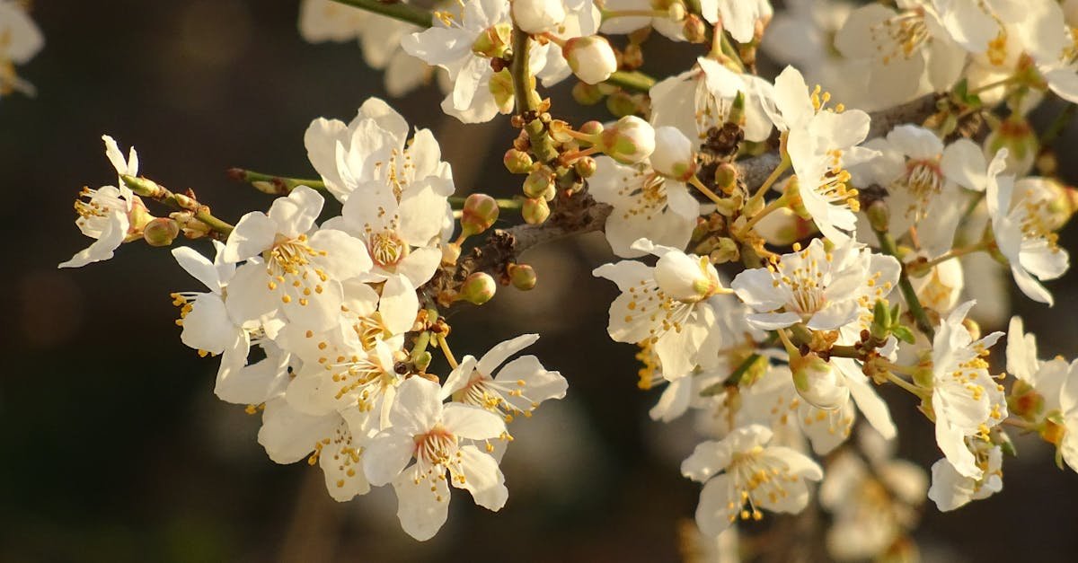 Close-up of white cherry blossom branches in full bloom during spring.
